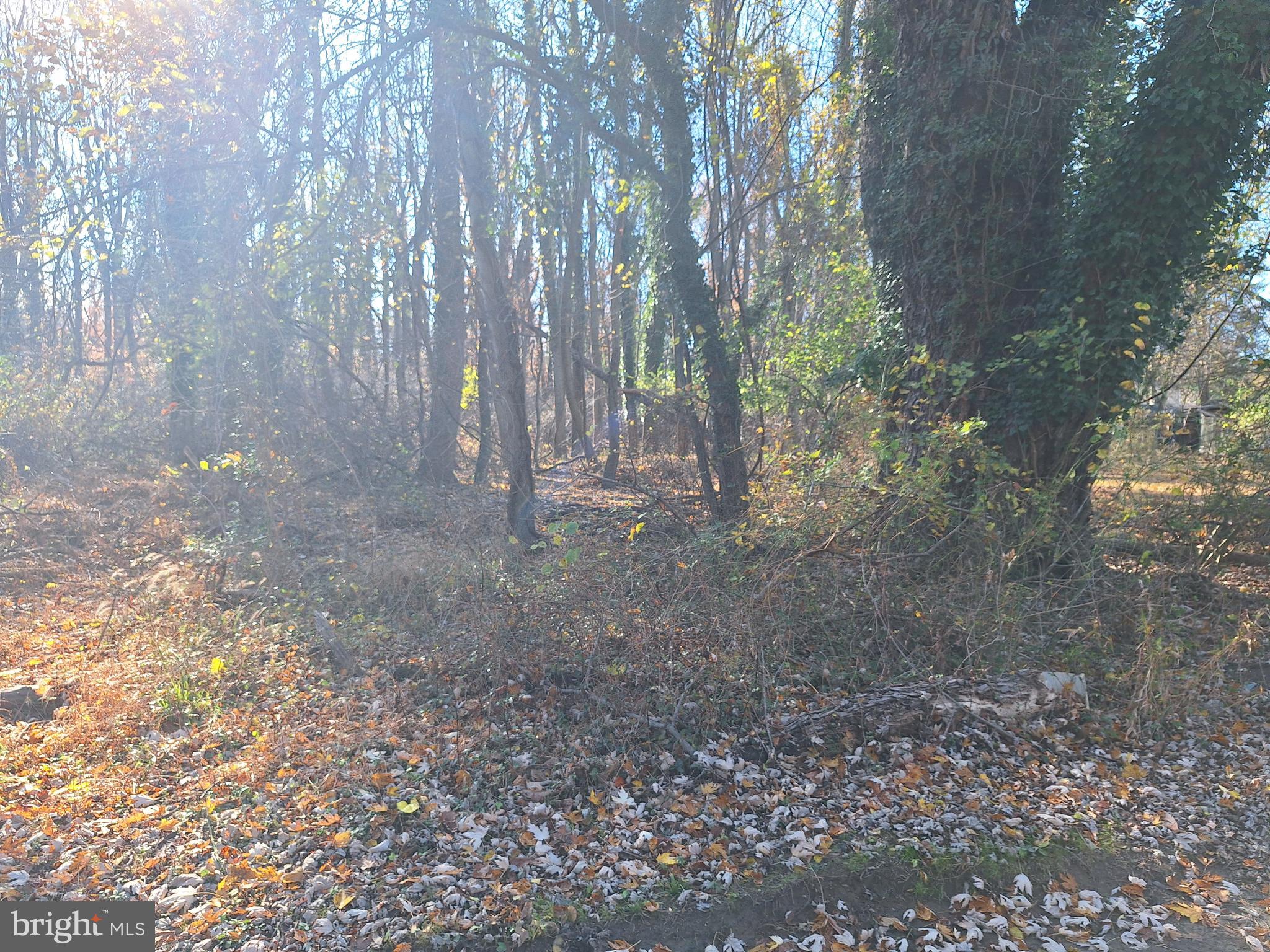 a view of a forest with trees in the background