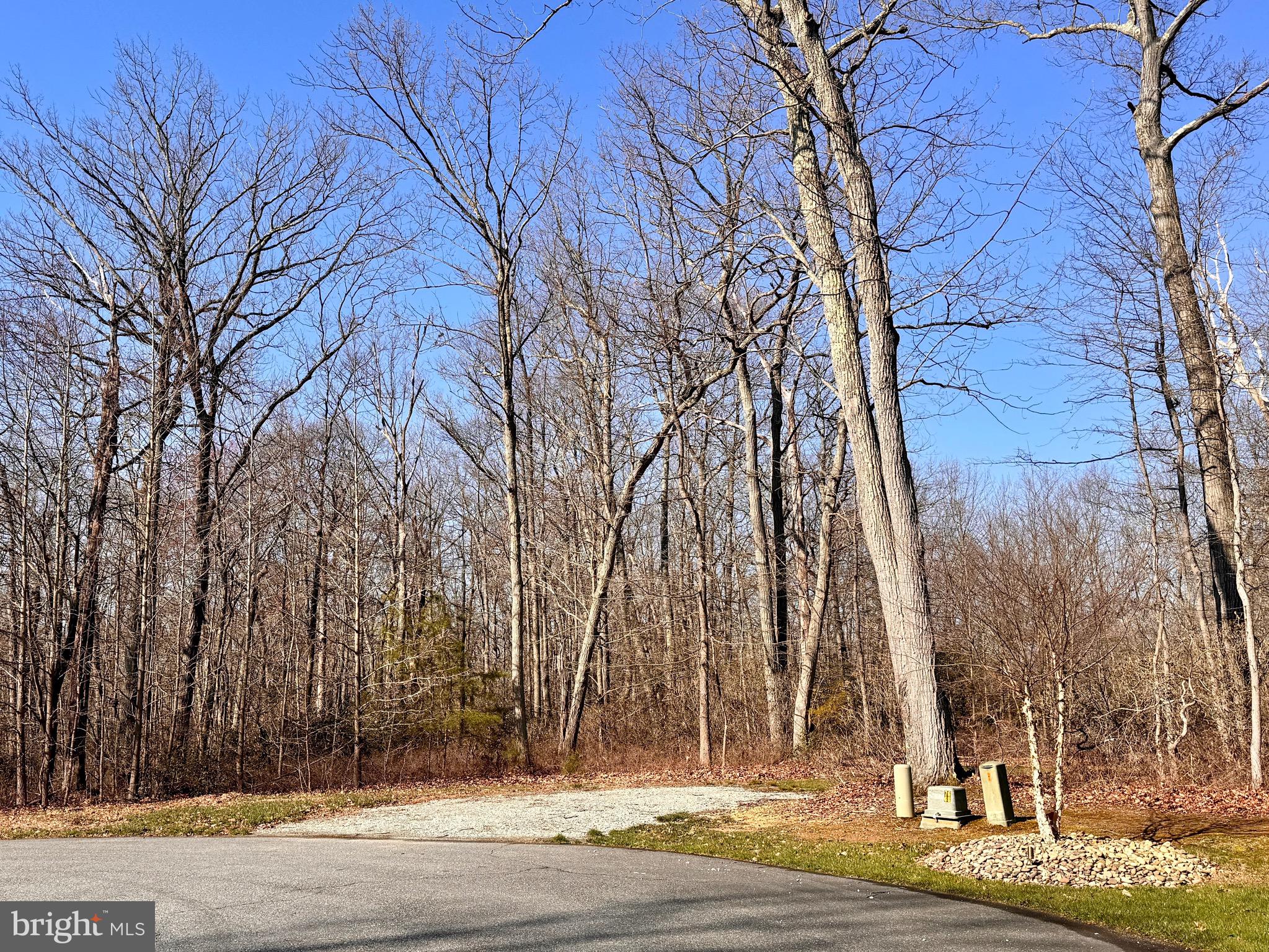 a view of a yard and tree