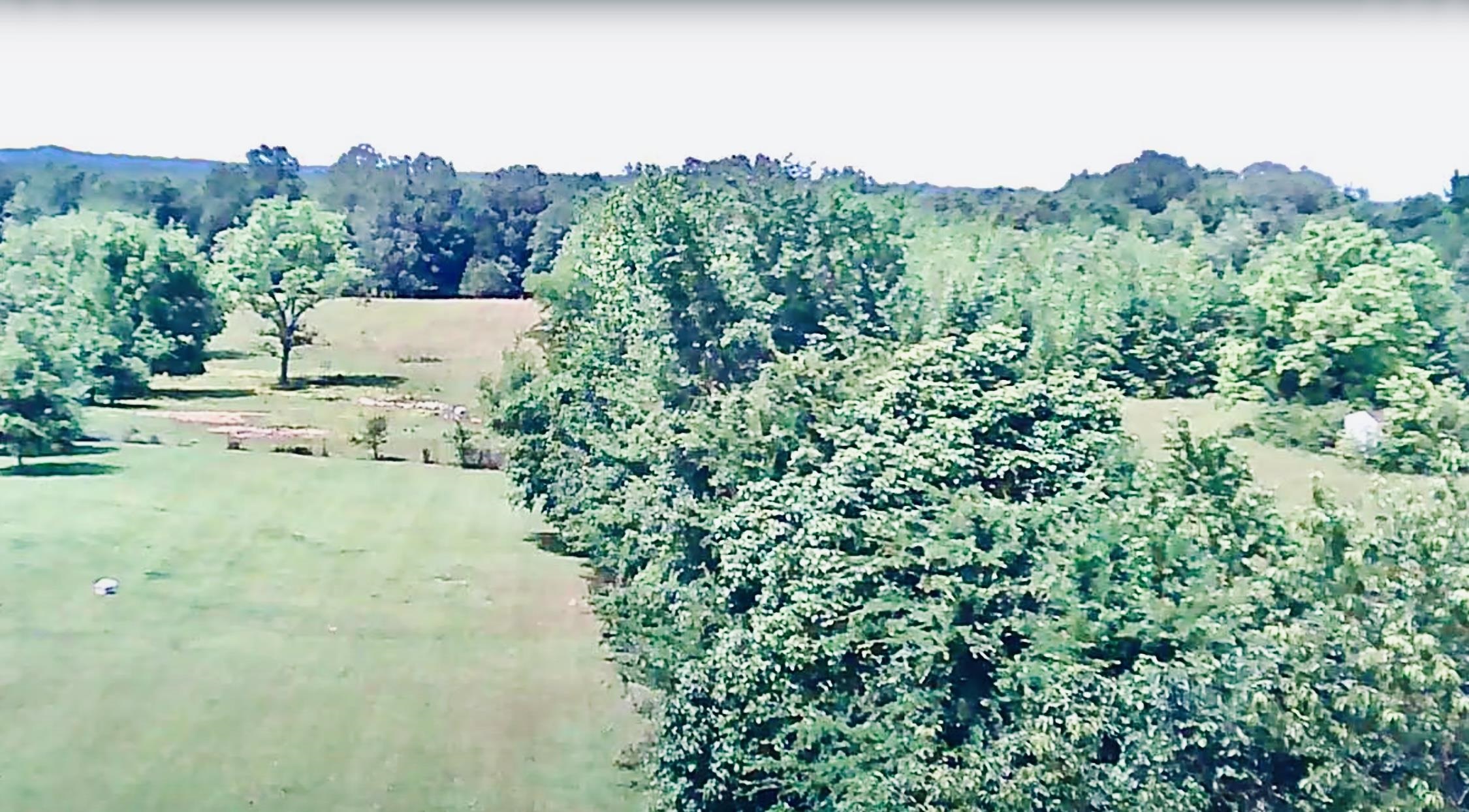 a view of a lot of trees and bushes