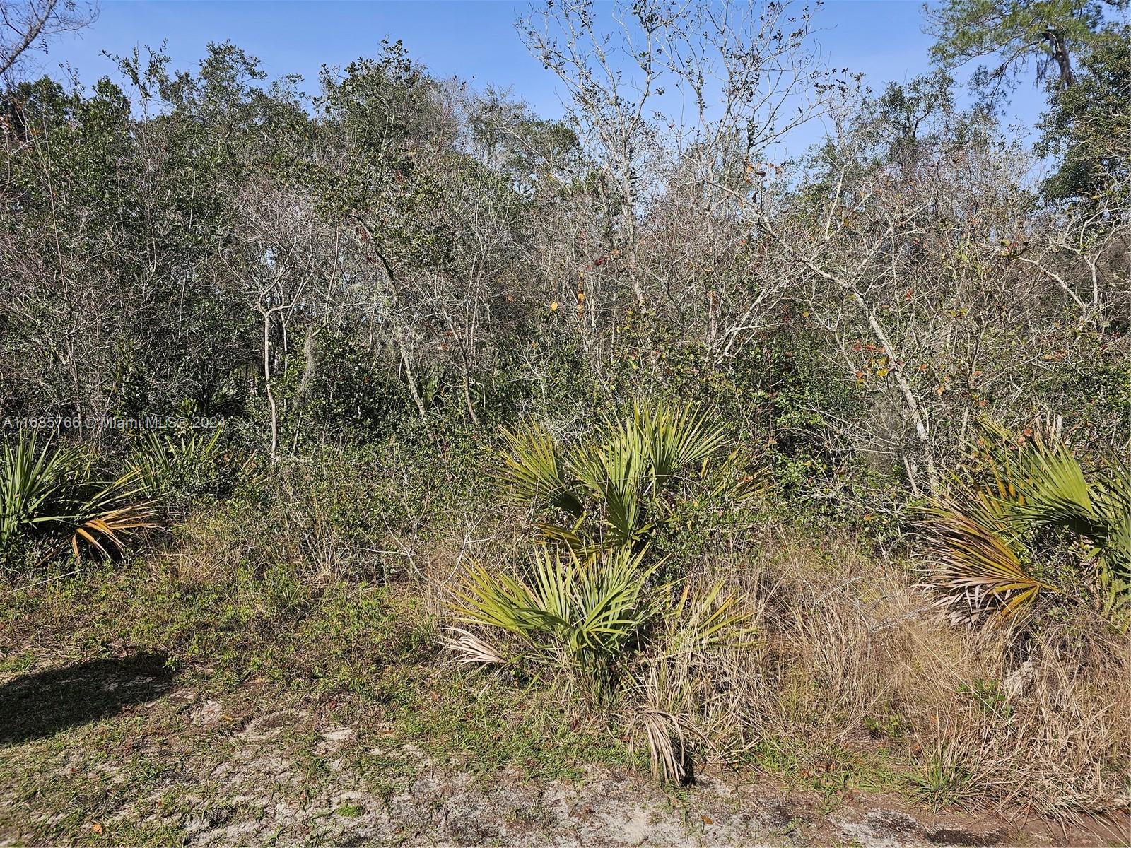 a view of a yard