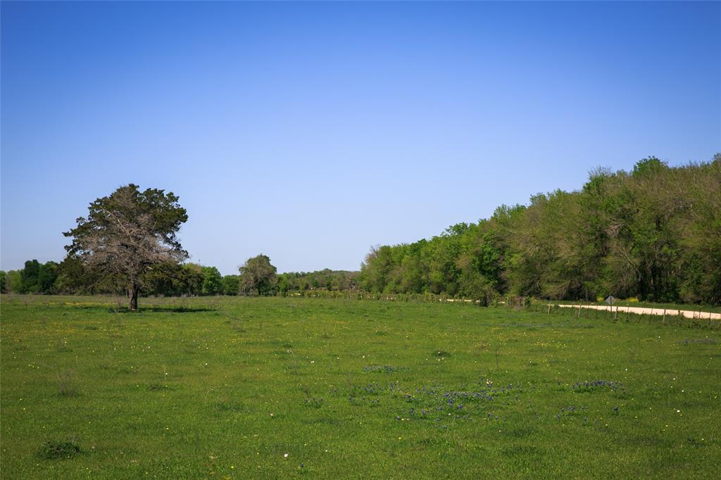 a view of a grassy field with trees