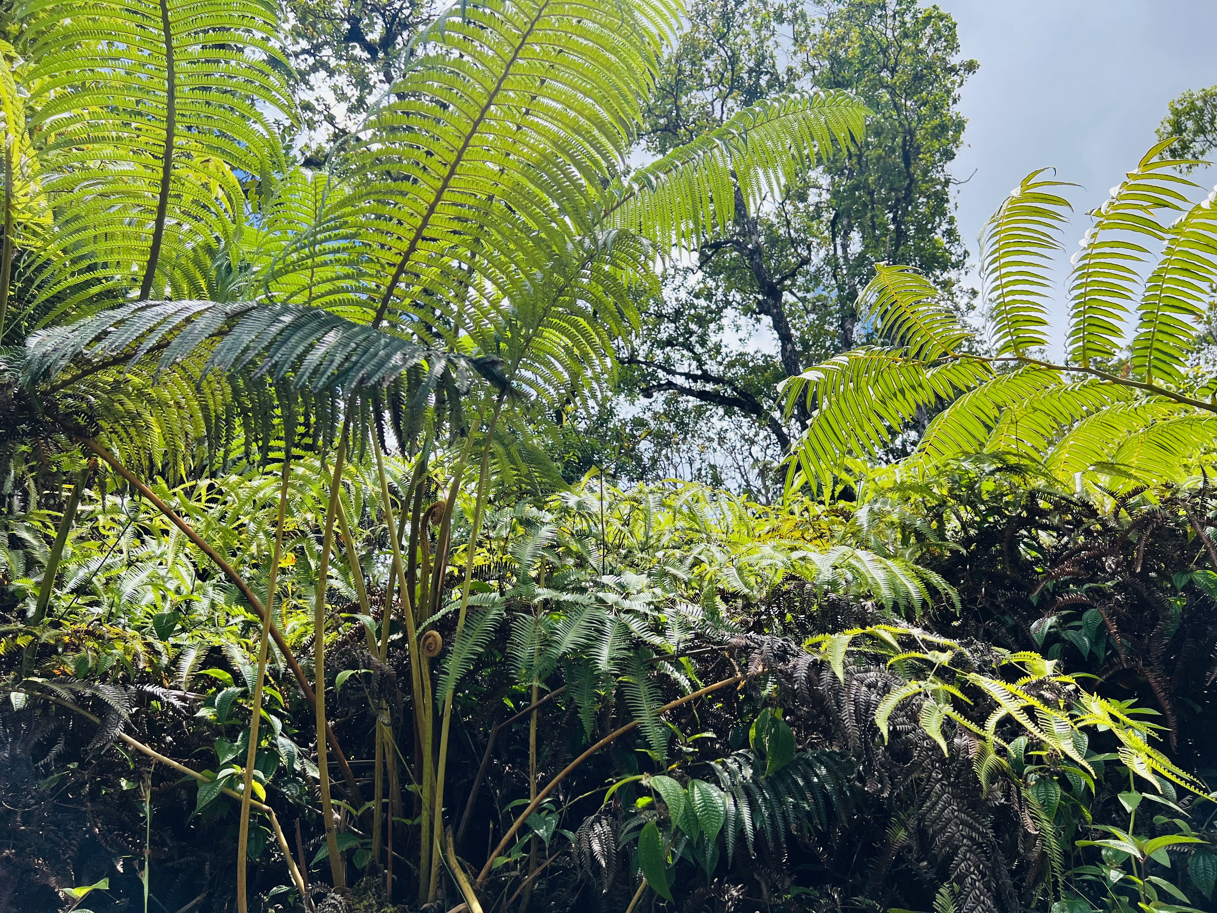 a view of banana tree