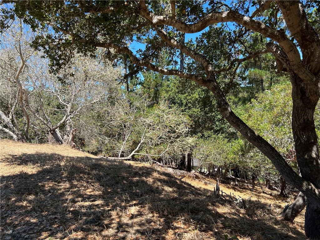 a view of a forest with a tree