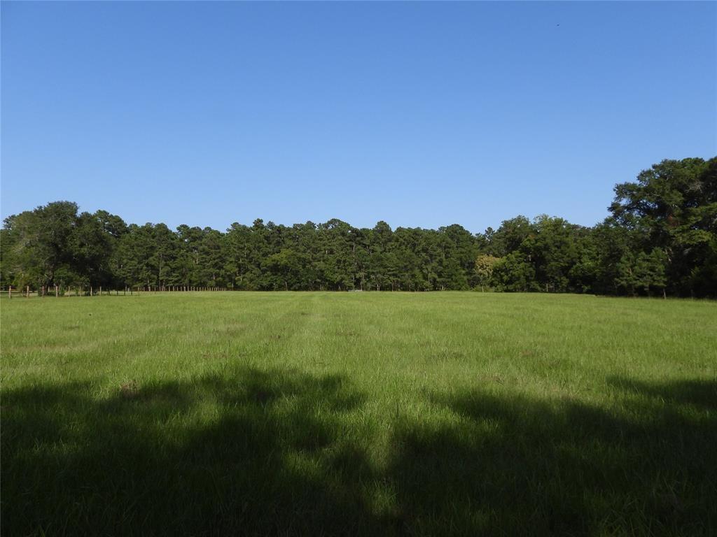 a view of a lush green space