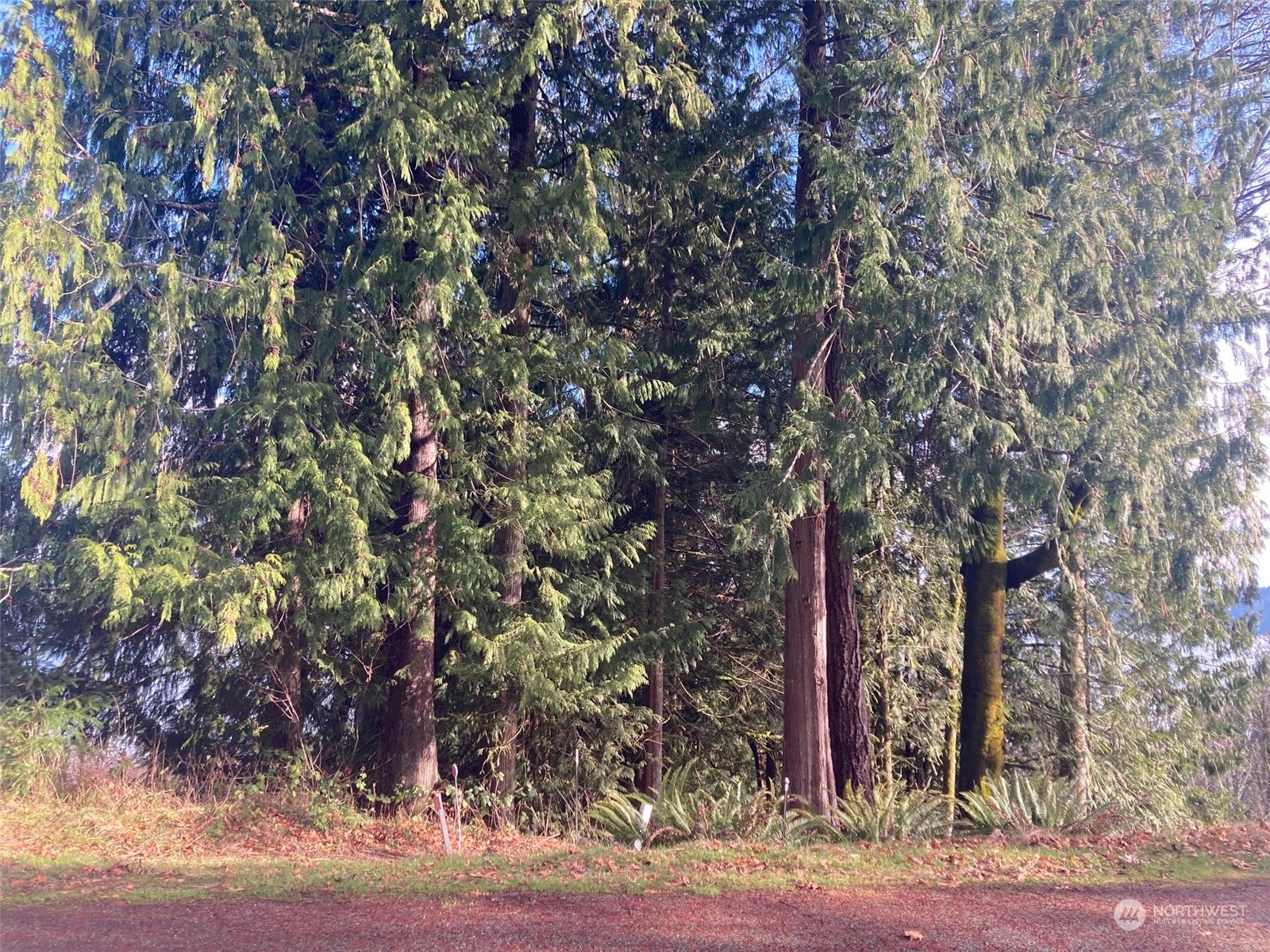 a view of a tree in front of a house