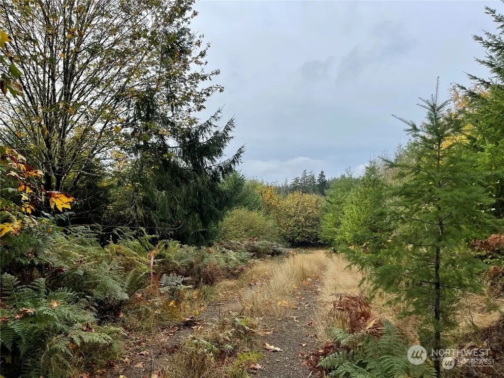 a view of a forest with a tree