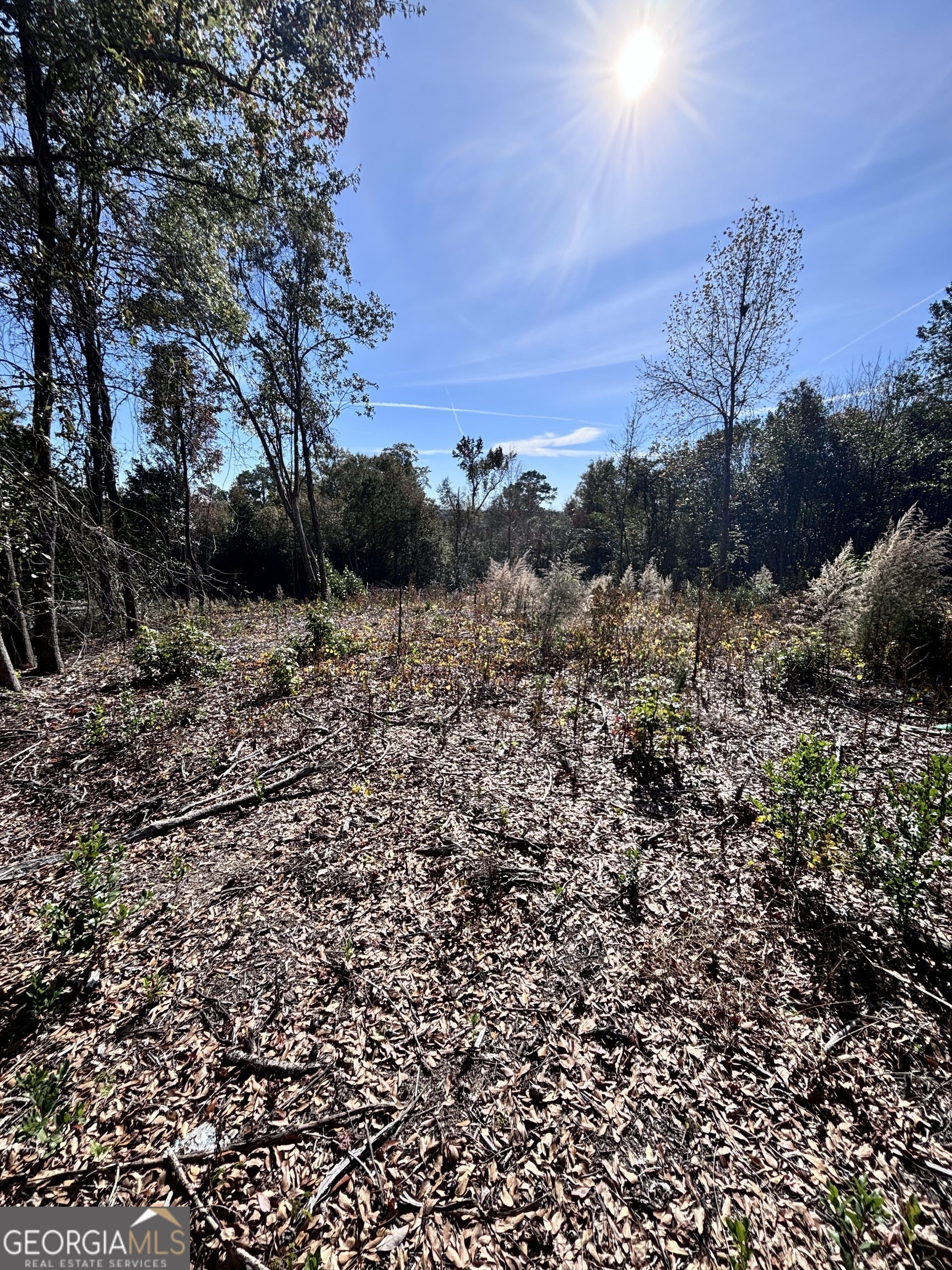 a view of a dry yard with trees