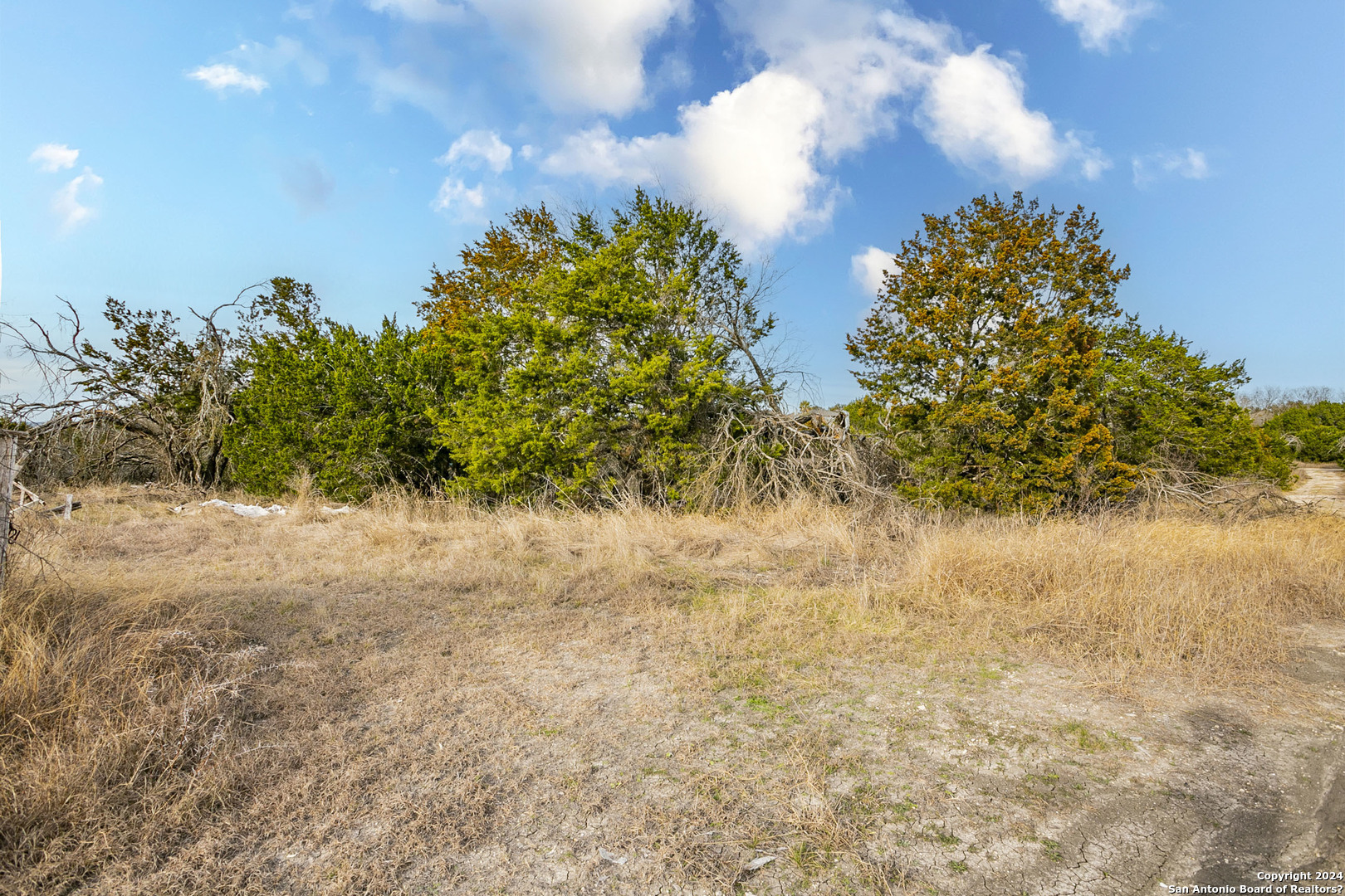 a view of a yard with a tree