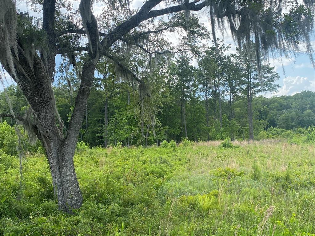 a view of a trees in a yard