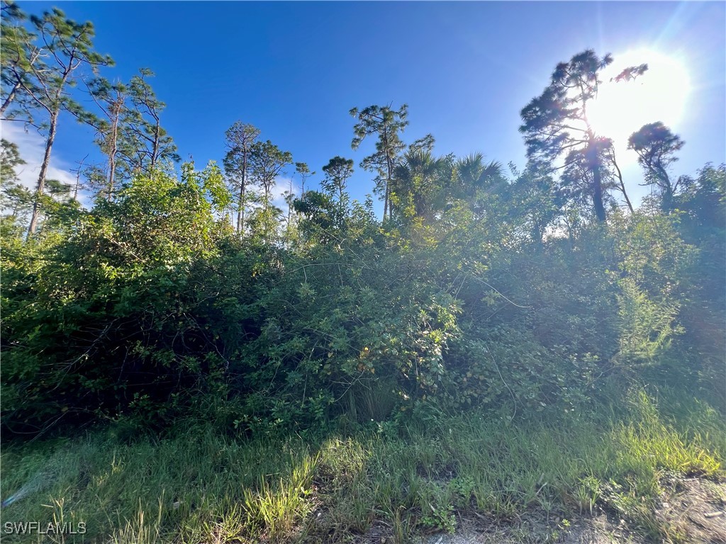 a view of a lake in middle of forest