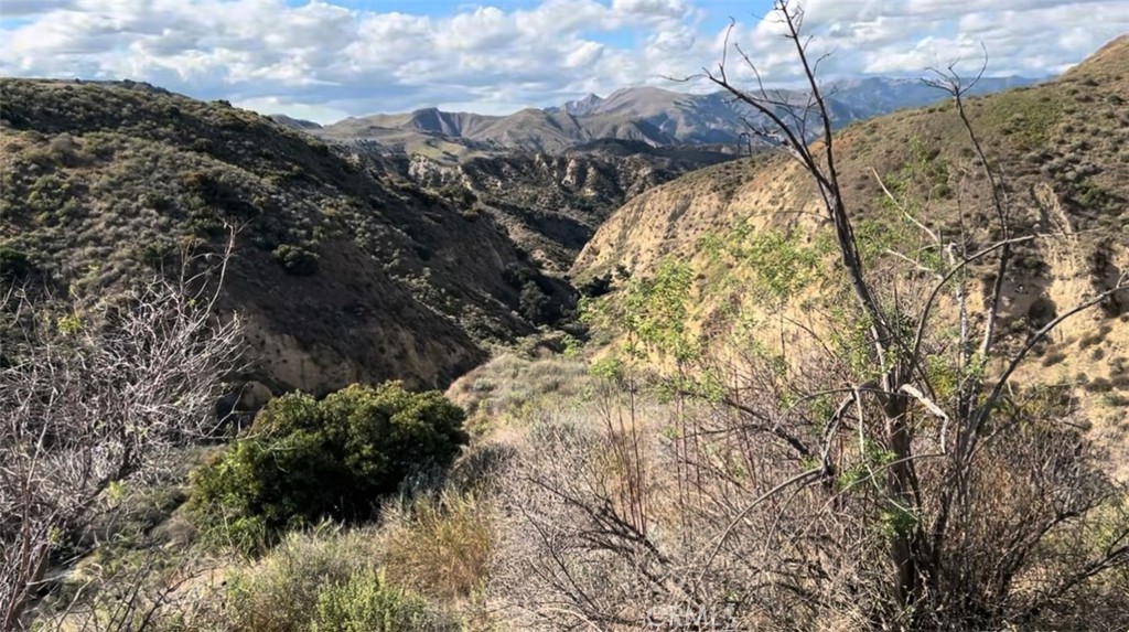 a view of a forest