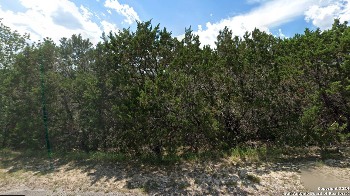 a view of a forest with trees in the background