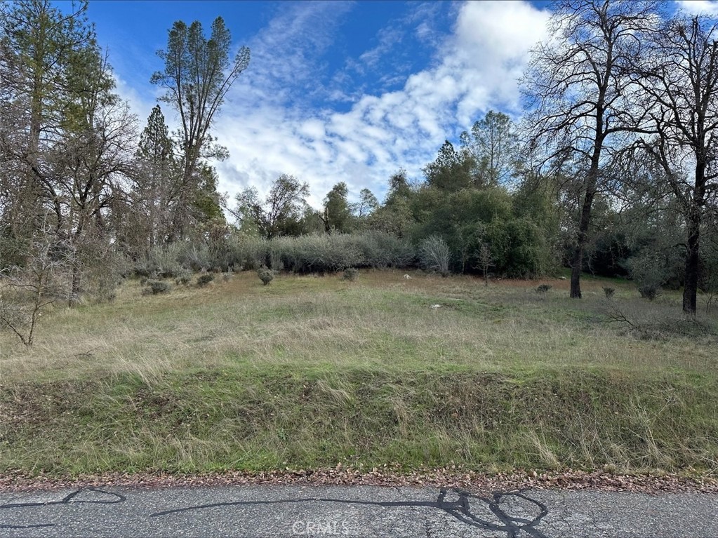 a view of a dry yard with trees