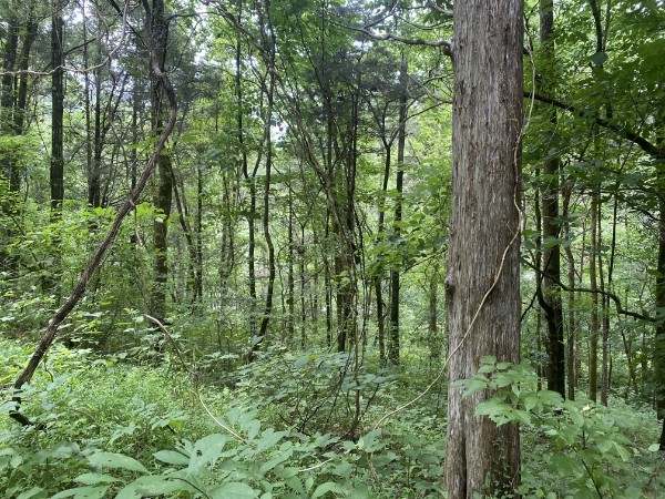 a view of a lush green forest