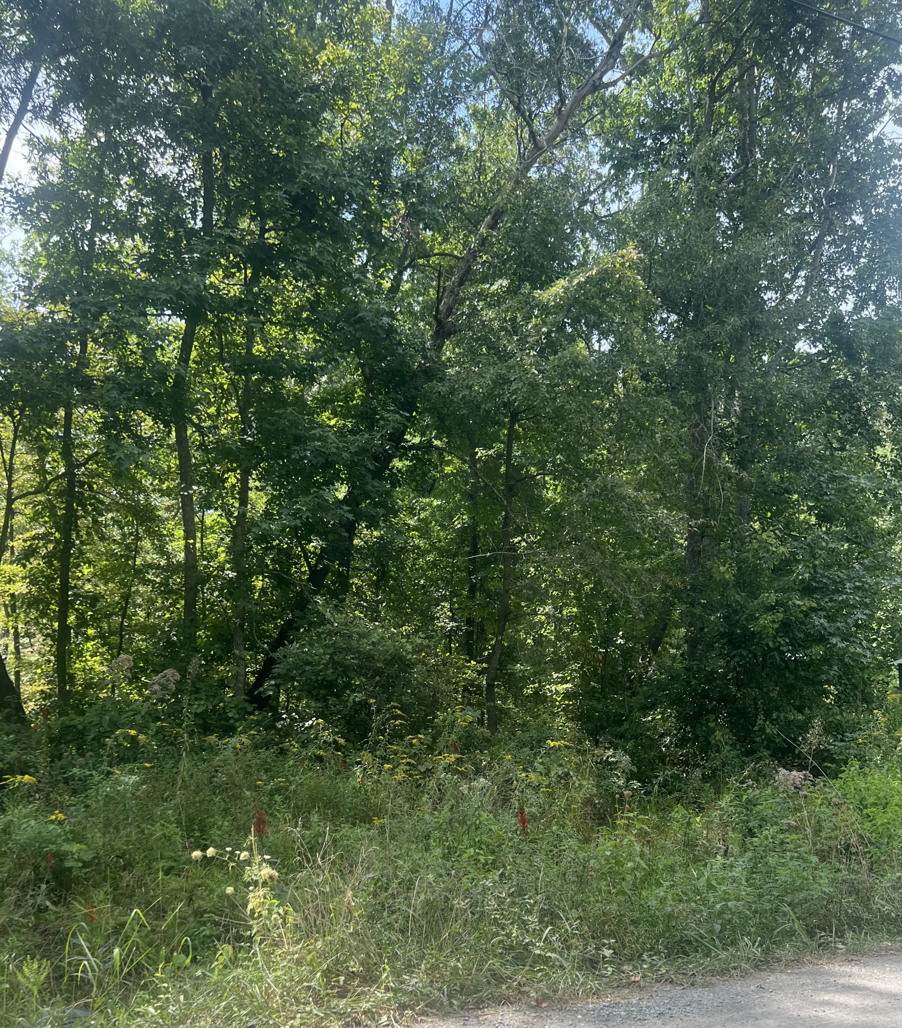 a view of a lush green forest