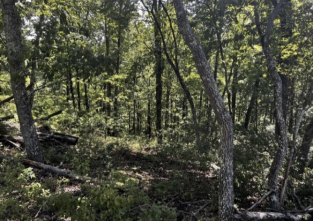 a view of a tree with a tree