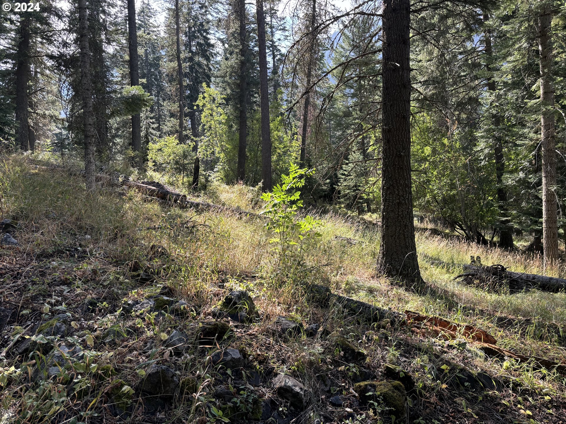 a view of a forest with trees