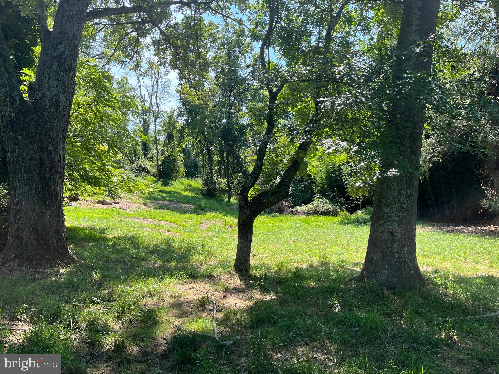 a view of a trees with a yard