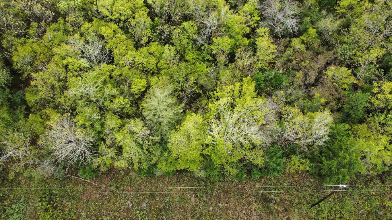 a view of a lush green forest next to a forest