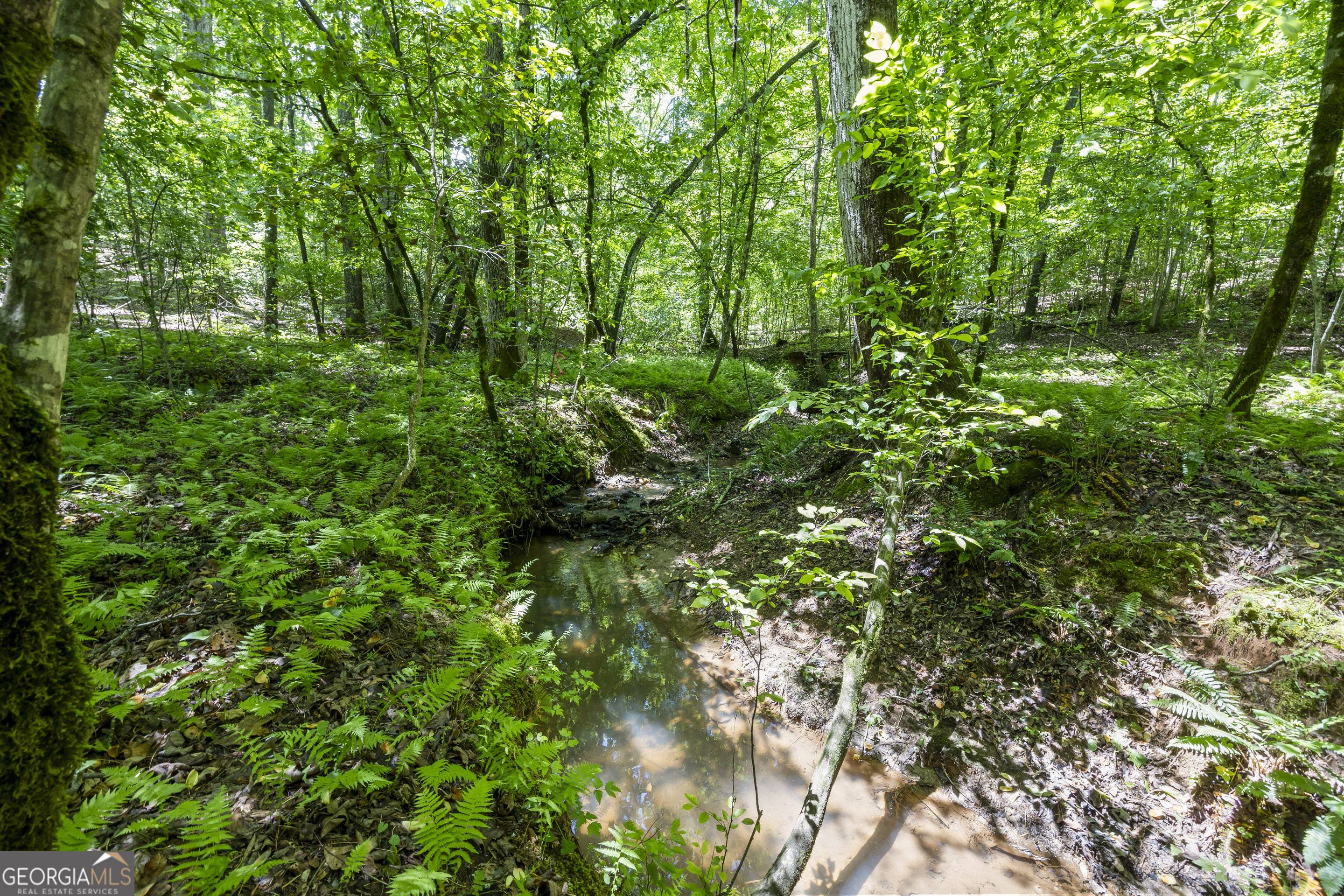 a view of a lush green forest