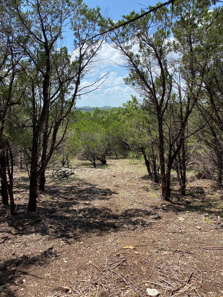 a view of a yard with a tree