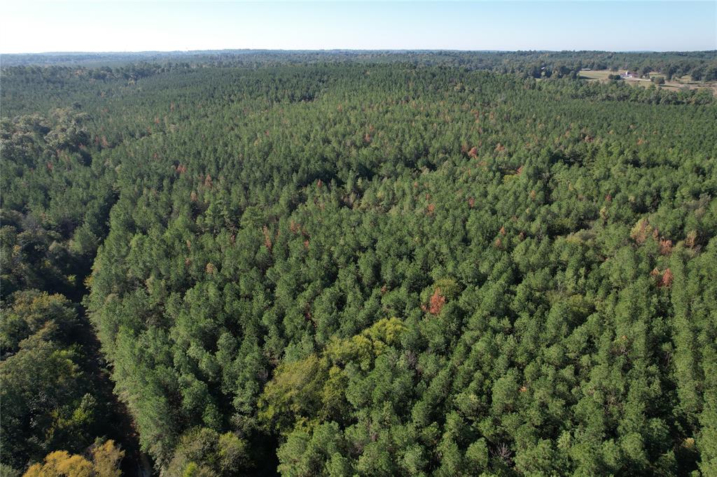 a view of a lush green forest with trees and some houses