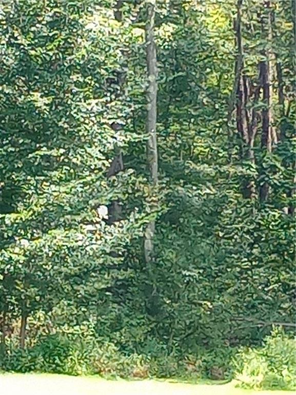 view of a lush green forest