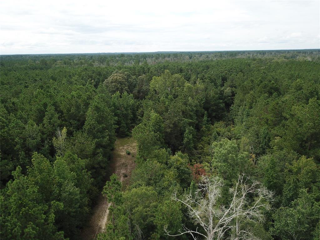 a view of a forest with a street