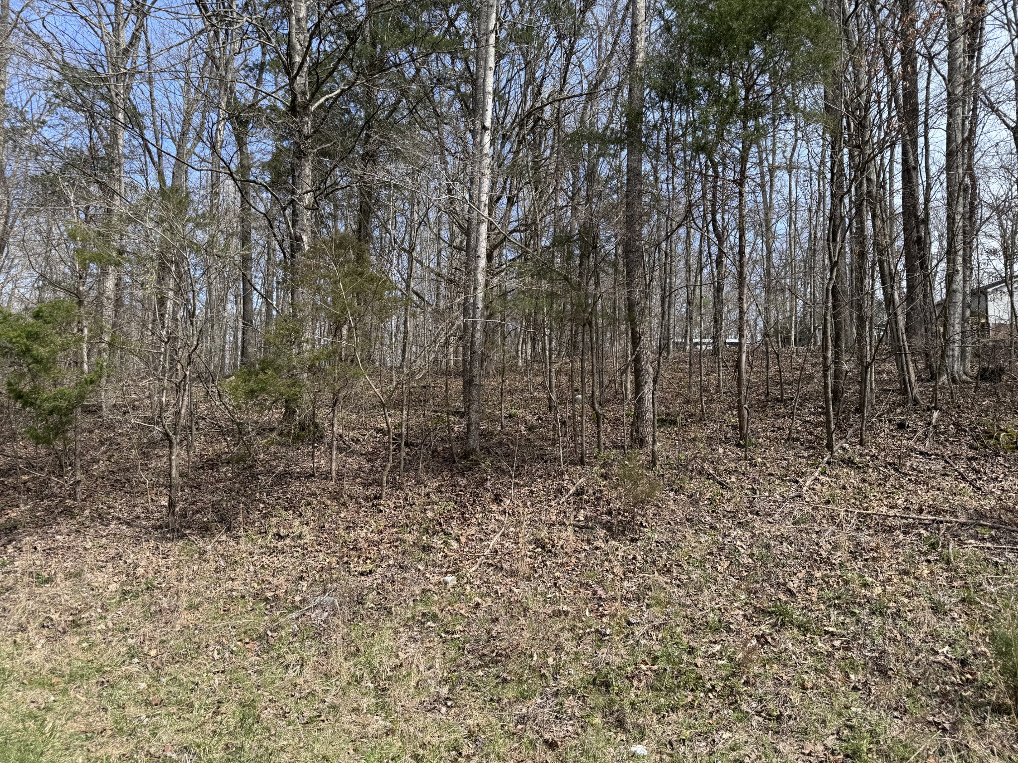 a view of a yard with large trees