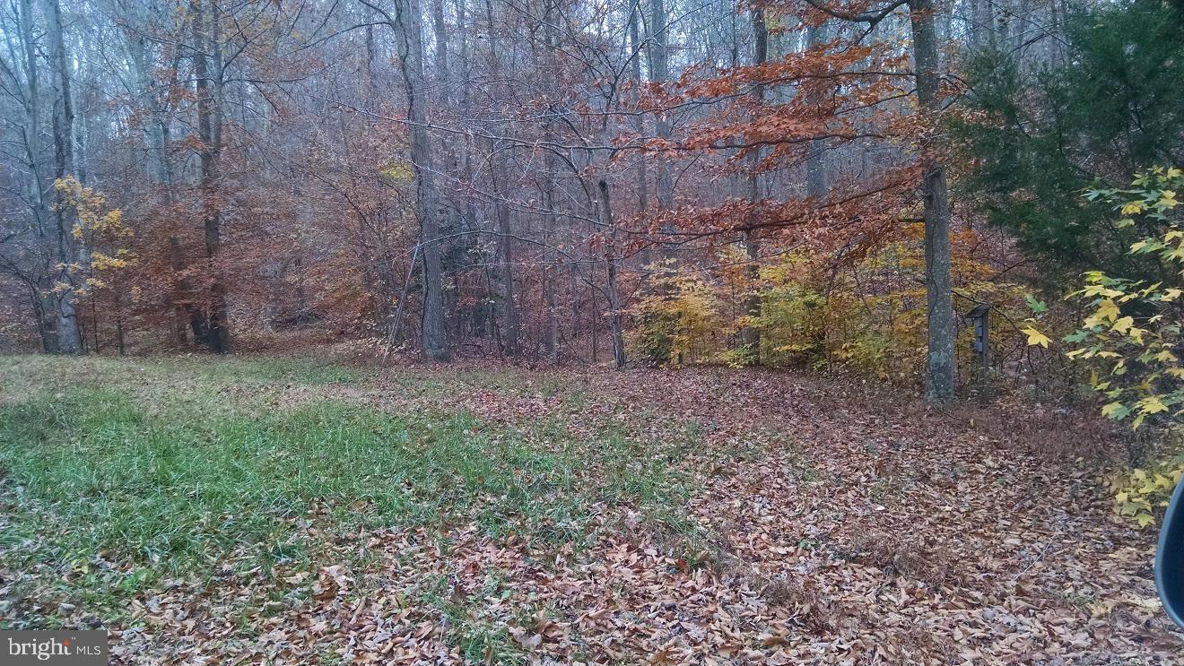 a view of a yard with large trees