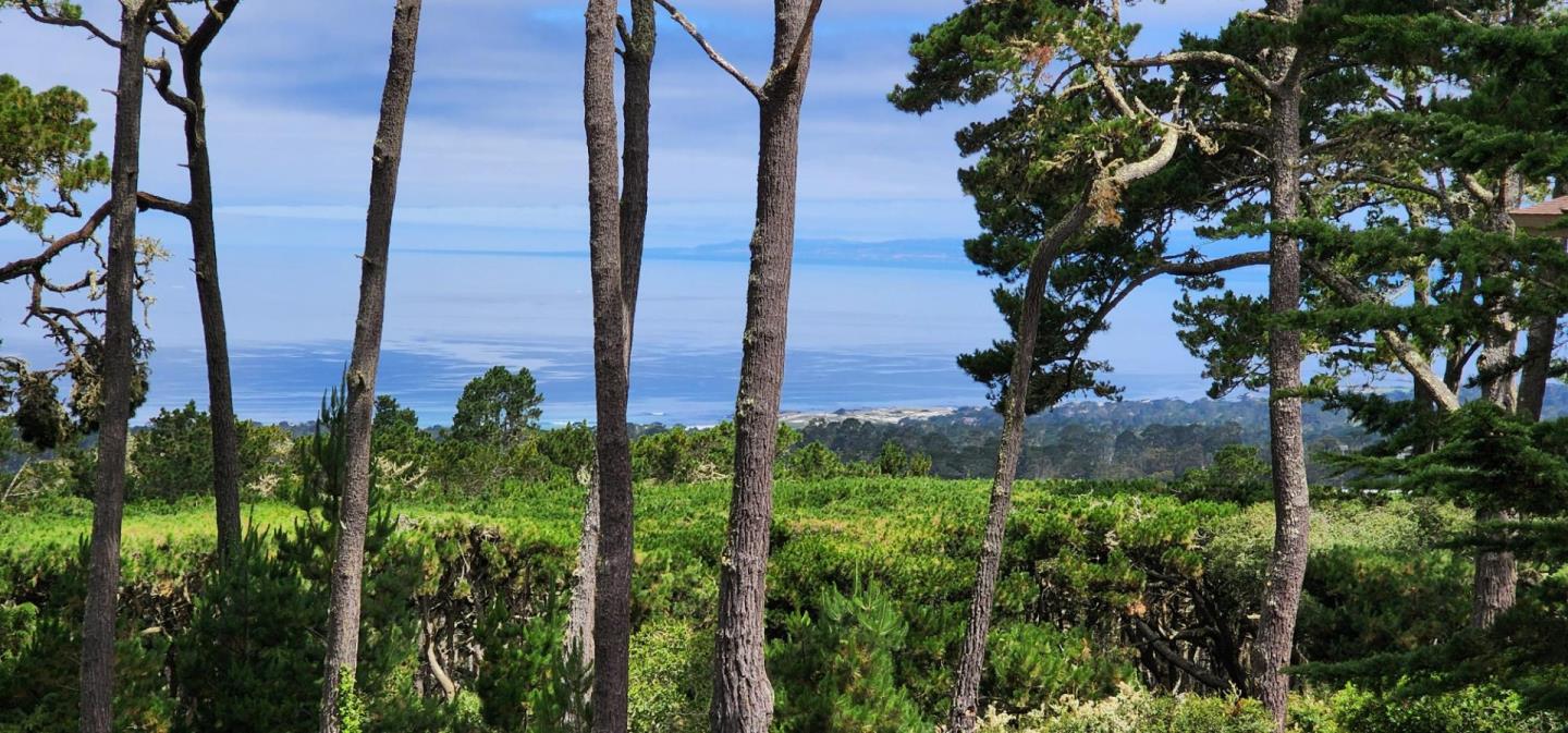 a view of a tall trees with a flower