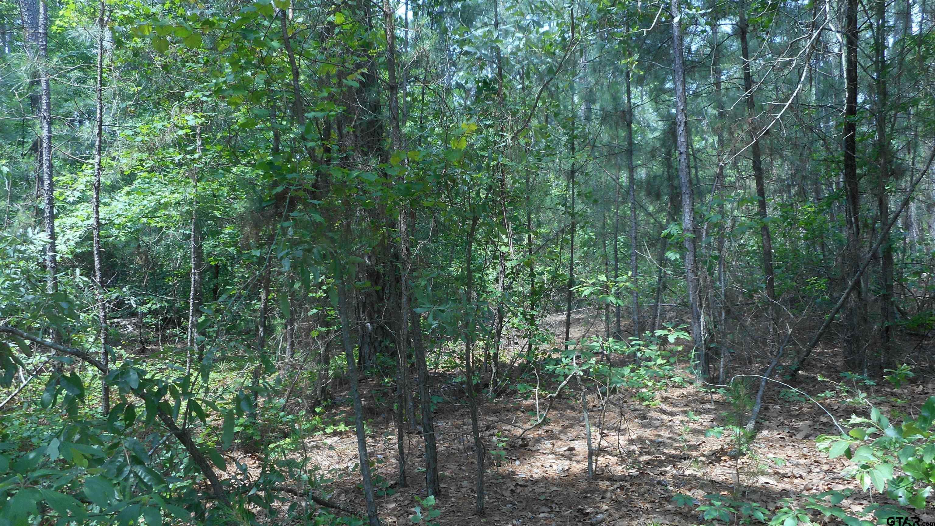 a view of a forest with trees in the background