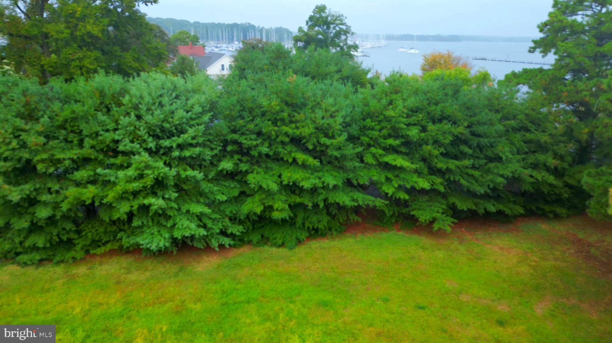 a view of a lush green space