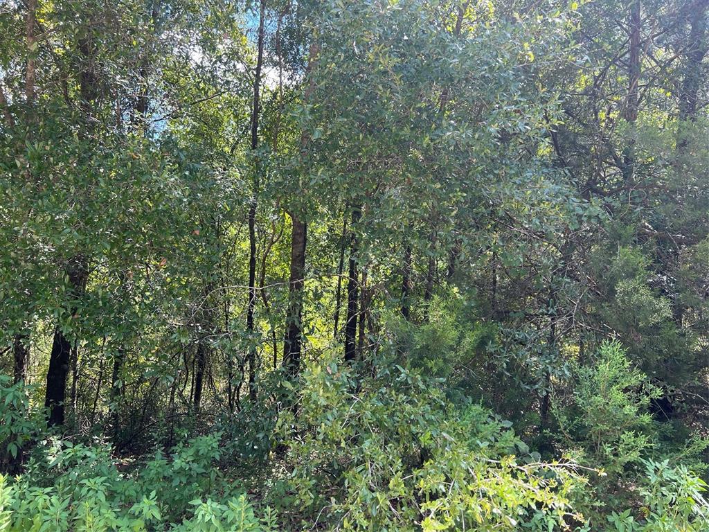 a view of a forest with lots of trees