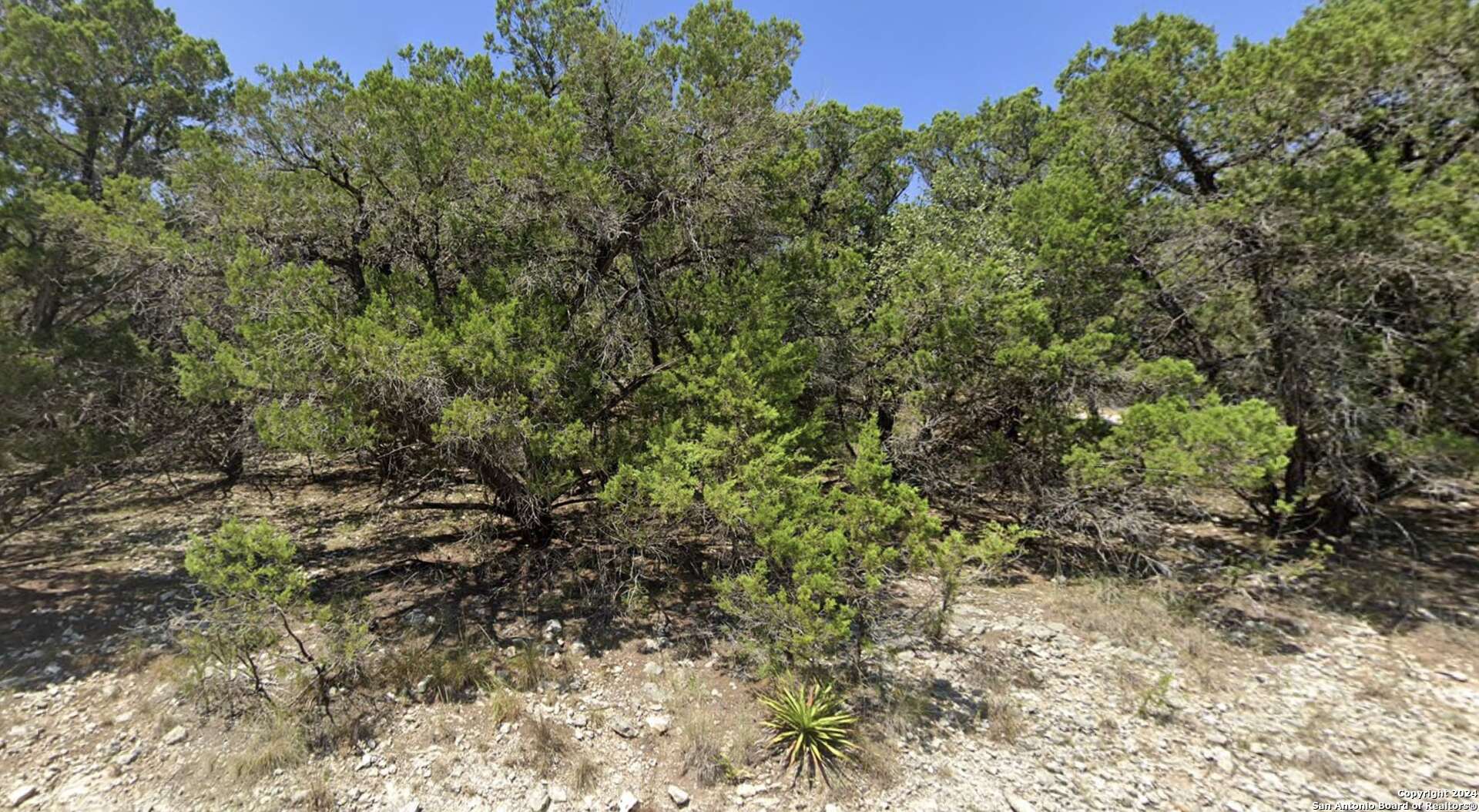 a view of a forest with a tree