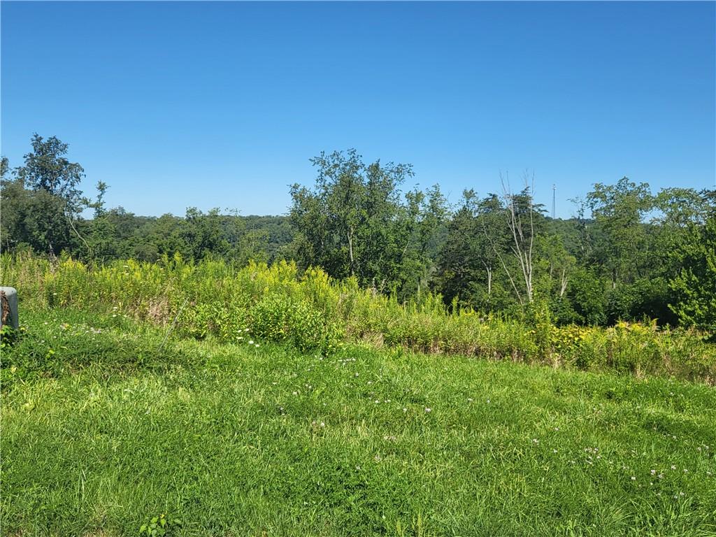 a view of a lush green space