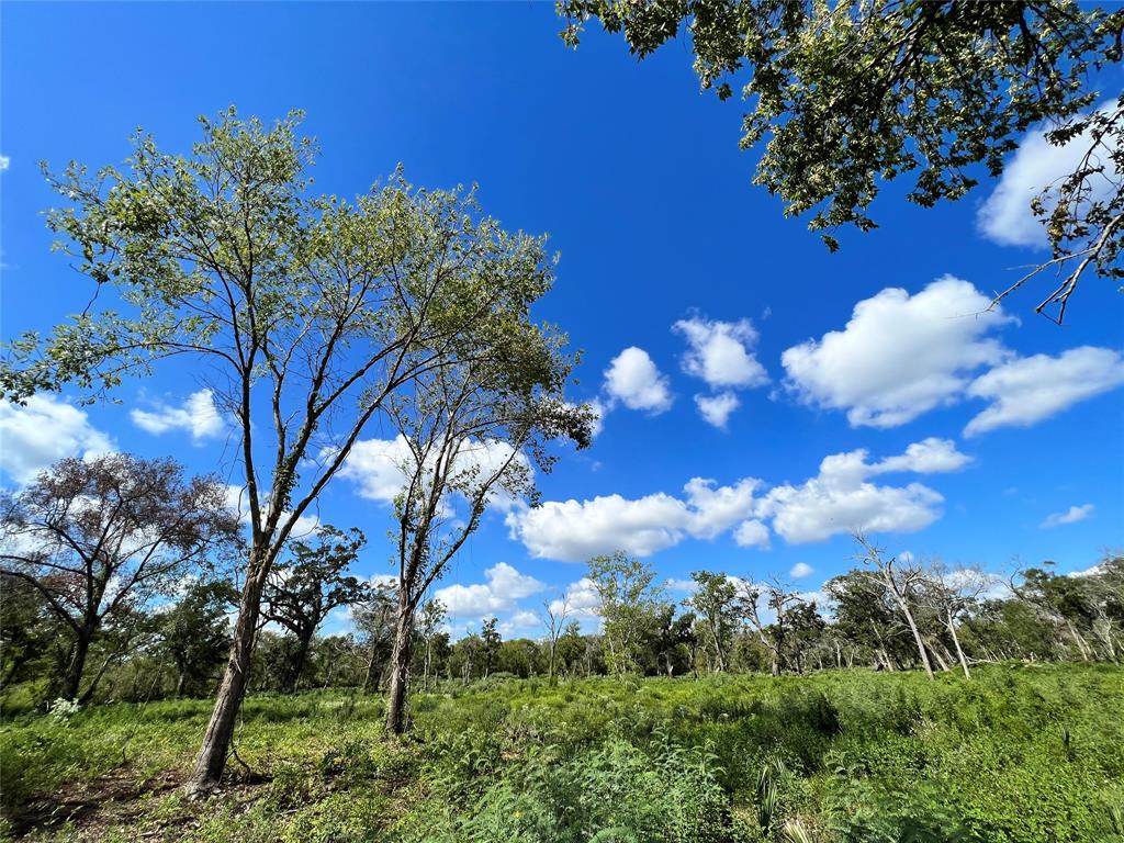 a view of a bunch of trees