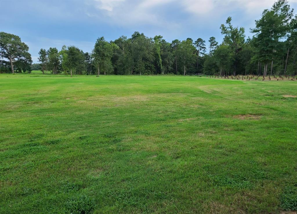 a view of a grassy field with trees