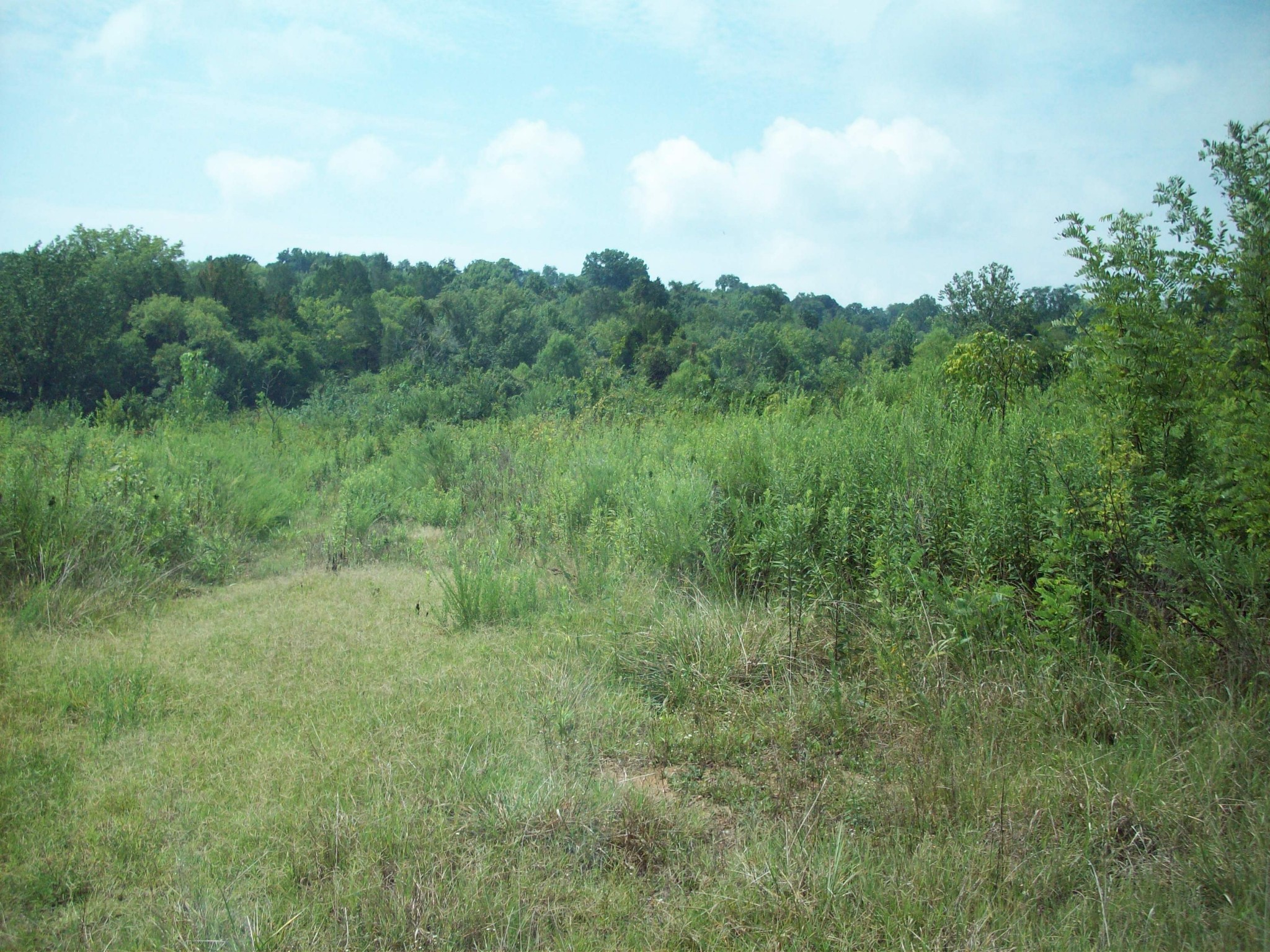 a view of a big yard with large trees