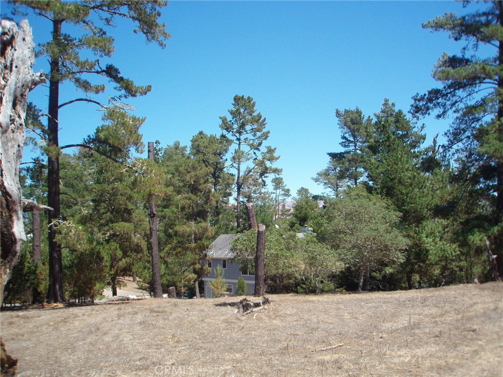 a view of a tree with a park