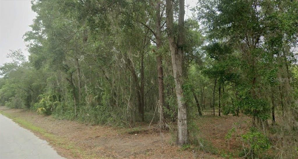 a view of a forest with trees in the background