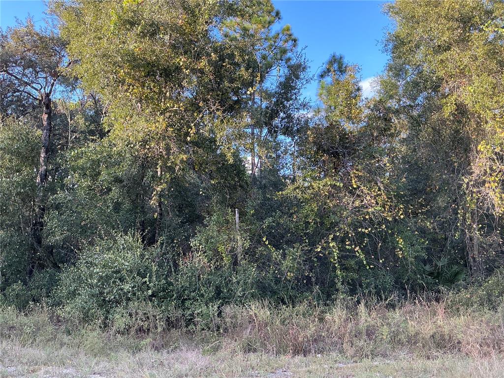 a view of a forest with trees in the background