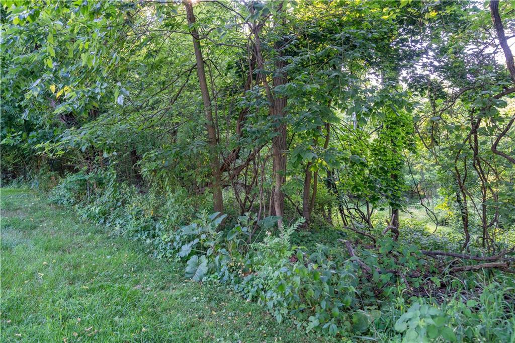 a view of a lush green forest