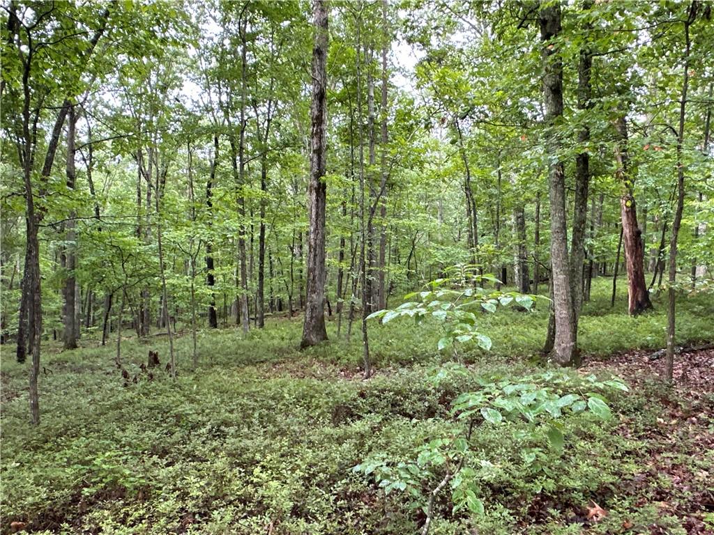 a view of a lush green forest