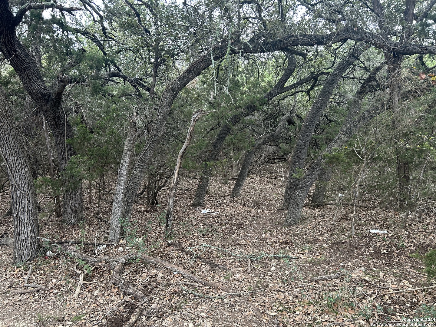 a view of a forest with trees in the background