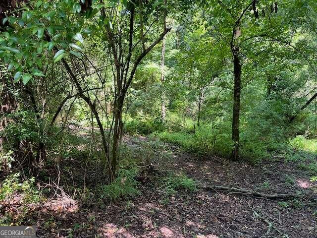 a view of a forest filled with trees