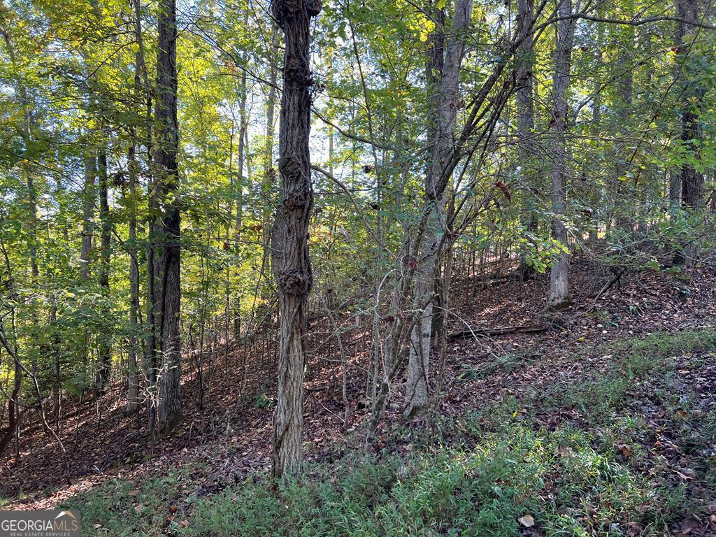 a view of a forest that has large trees