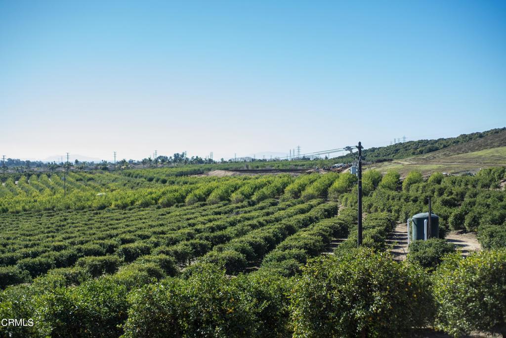 a view of a green field with lots of bushes