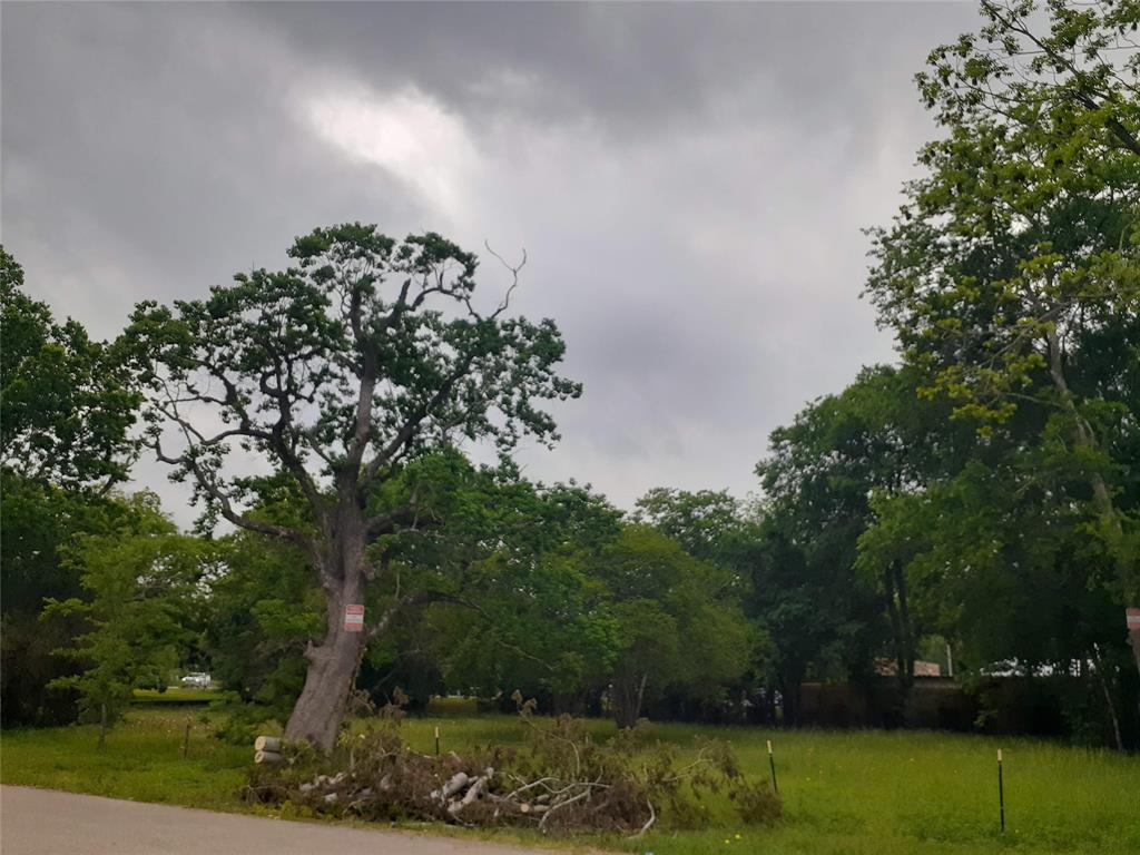 a view of a garden with trees