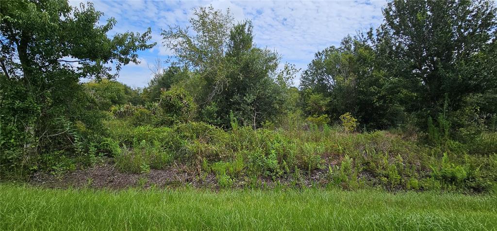 a view of a lush green space